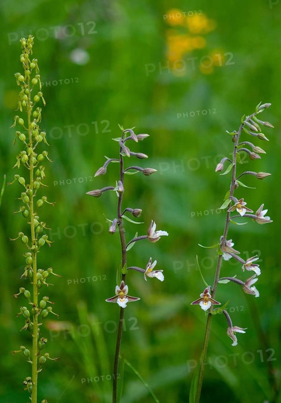 Common marsh root, epipactis palustris, large bileaf, listera ovata, orchidaceae, orchids, orchid family, swamp sitter, marsh kelwort, white marsh root, two-leaf, common twayblade, eggleaf twayblade, flora, high size, portrait format, marsh helleborine, plants, plants