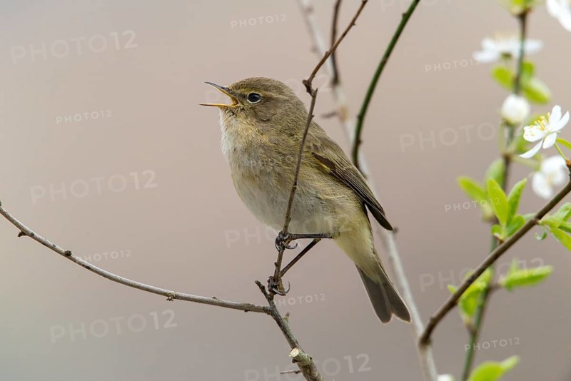 Chiffchaff, phylloscopus collybita, zilpzalp, birds, song, passeri, singing, songbirds, birds