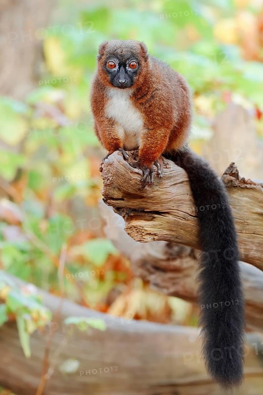 Red-bellied lemur (Eulemur rubriventer), female, captive, found in Madagascar