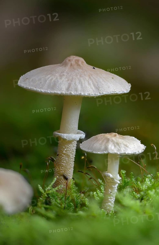 Cystoderma carcharias, pearly powdercap, strong creeping granule umbrella, smelly granule umbrella, fungi, fungus, high size, portrait format, mushrooms