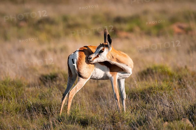 Springbok (Antidorcas marsupialis) in a flower meadow, Mountain Zebra National Park, South Africa