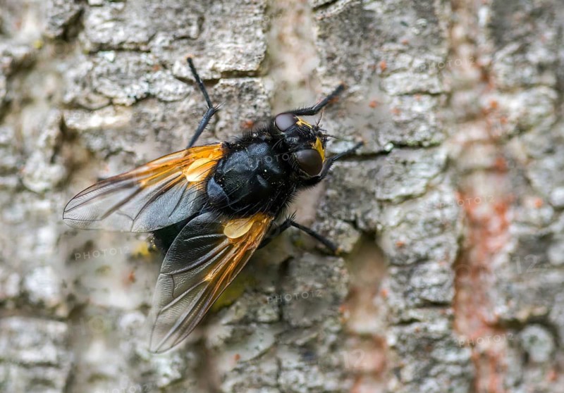 Real flies, Mesembrina meridiana, muscidae, cattle fly, diptera, insects, noon fly, noonday fly, two-winged bird