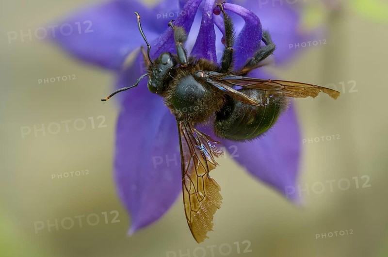 Apidae, bees, blue wood bee, large wood bee, hymenoptera, violet-winged wood bee, xylocopa violacea, insects, insects, violet carpenter bee