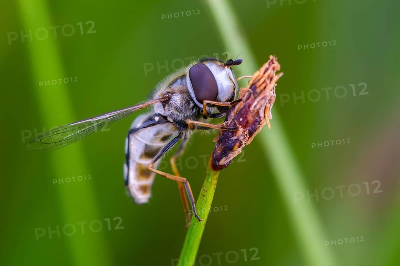 Bubble-headed hoverfly, large-fronted hoverfly, crescent flyfly, pied hoverfly, scaeva pyrastri, late large-fronted hoverfly, white thick-headed hoverfly, diptera, insects, hoverfly, two-winged