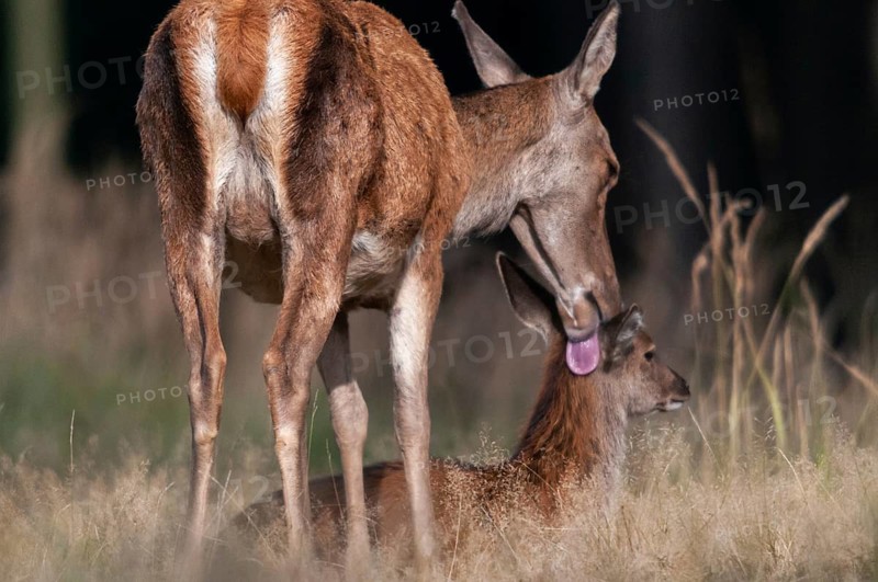 Artiodactyla, Cervus Elaphus, even-toed ungulate, cloven-hoofed, red deer, deer, deer, calf, body care, mammals, mammals