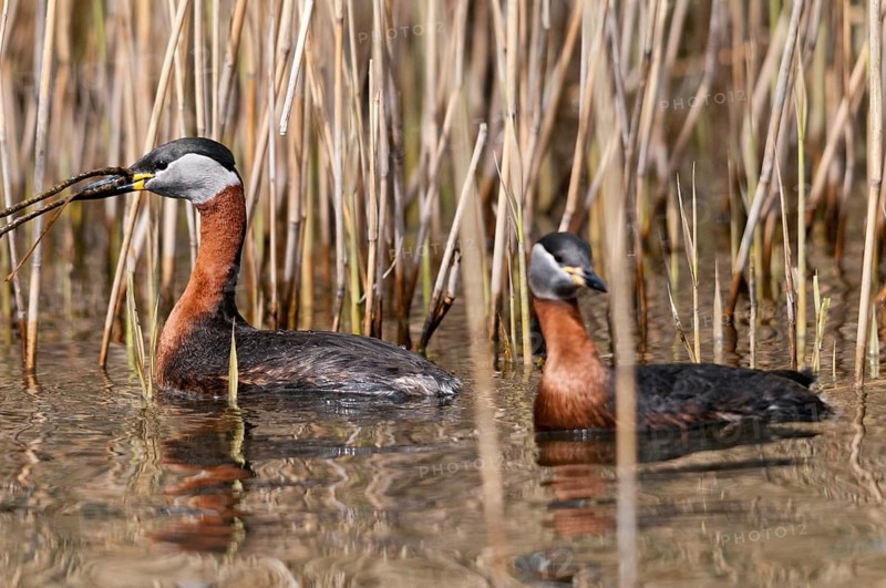 Podiceps grisegena, red-necked grebe, birds, grebe, grebe, nest-building, podicipedidae, divers, birds, waterbirds, waterbirds
