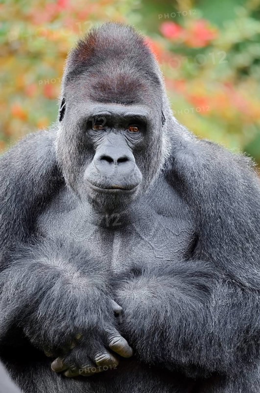Western lowland gorilla (Gorilla gorilla gorilla), male, silverback, in captivity, found in Africa