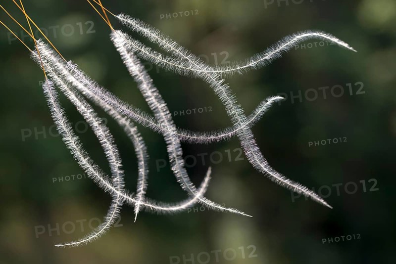 Dwarf feathergrass, hairgrass, hairy feathergrass, pingrass, poaceae, stipa capillata, sweet grass, flora, plants, plants