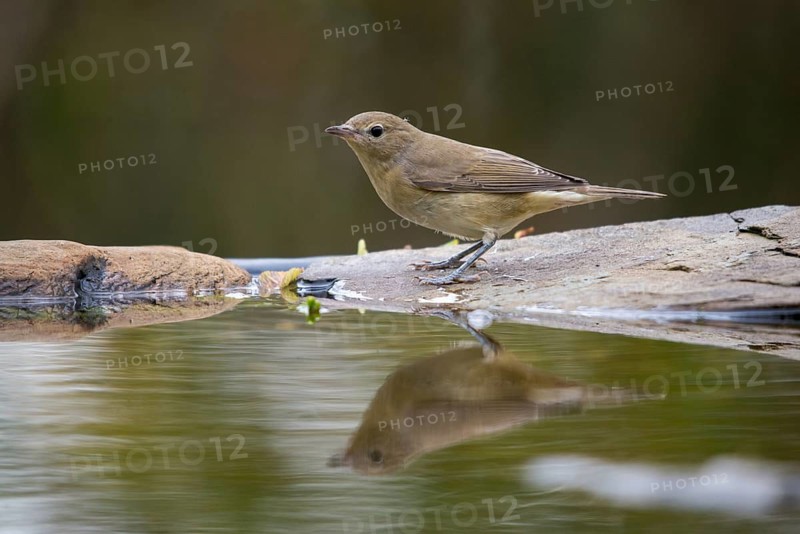 Garden Warbler, Garden Warbler, Sylvia Borin, Bath, Bird Bath, Birds, Mirror, Passeri, Songbirds, Reflection, Potion, Birdbath, Birds, Watering Place