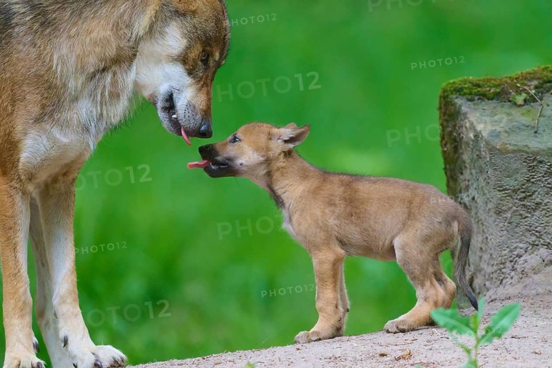 A puppy licks a larger wolf, who is showing his affection, in a green setting, wolf (Canis lupus), Germany