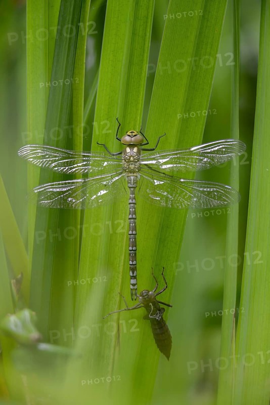 Aeshna cyanea, blue-green mosaic maiden, southern hawker, anisoptera, dragonflies, exuvia, high size, portrait format, imago, insects, dragonflies, odonata, hatch, hatch