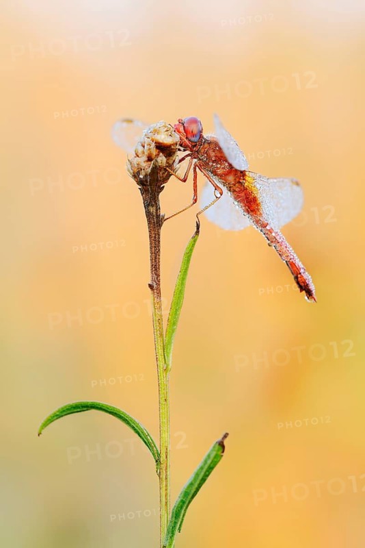 Scarlet Dragonfly (Crocothemis erythraea), male coloured female with dewdrops, North Rhine-Westphalia, Germany