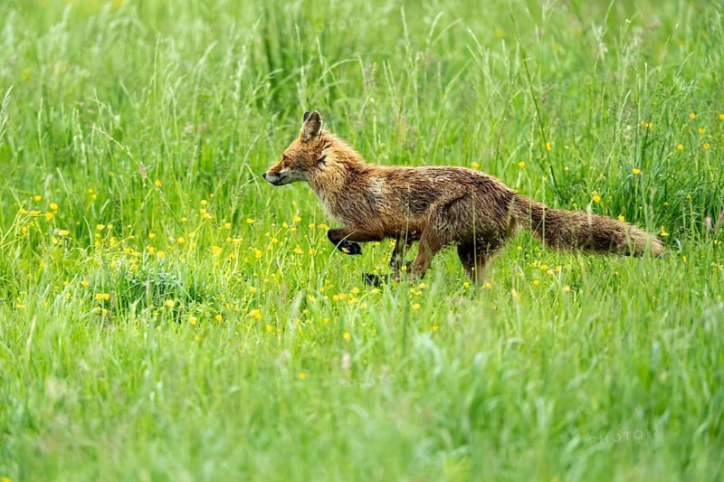 Red fox (Vulpes vulpes), fleeing, Vulkaneifel, Rhineland-Palatinate, Germany
