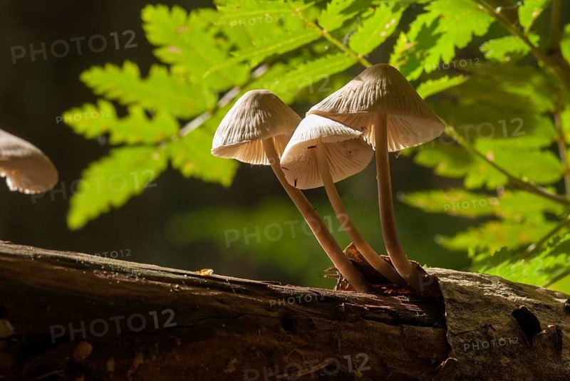 Common Bonnet, Mycena Galericulata, Pink-Leafed Helmet, Rosy-Gill Fairy Helmet, Toque Mycena, Fungus, Mushrooms