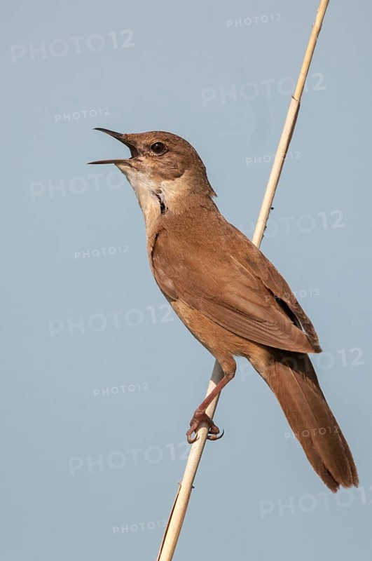 Locustella luscinioides, cane swirl, Savis Warbler, birds, song, high size, portrait format, passeri, singing, songbirds, birds