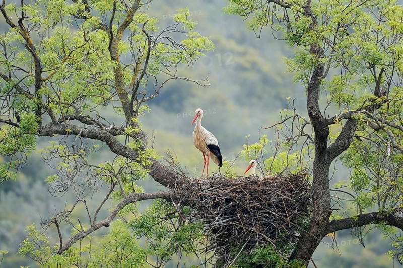 White stork (Ciconia ciconia), pair on the nest in a tree, Algarve, Portugal