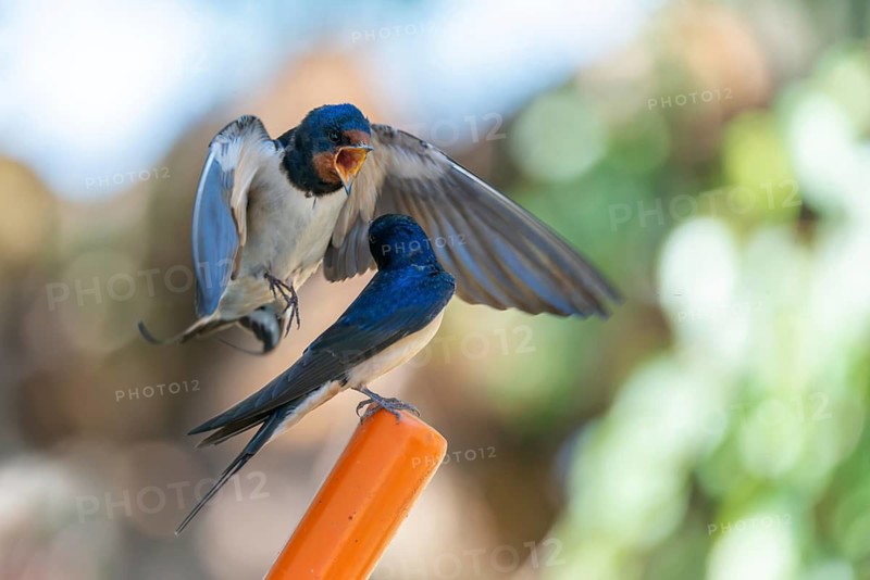 Hirundo rustica, barn swallow, courtship behavior, birds, passeri, swallows, songbirds, songbirds, birds