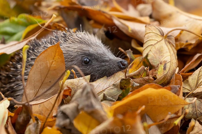 European hedgehog (Erinaceus europaeus) adult animal emerging from fallen autumn colour leaves, England, United Kingdom