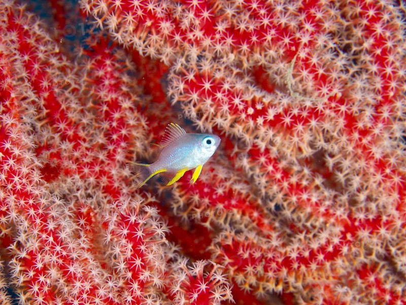 A small fish, a juvenile Golden damselfish (Amblyglyphidodon aureus), glides against a backdrop of bright red coral branches with white polyps, at the Sweet Reef dive site, Penyapangan, Bali, Indonesia