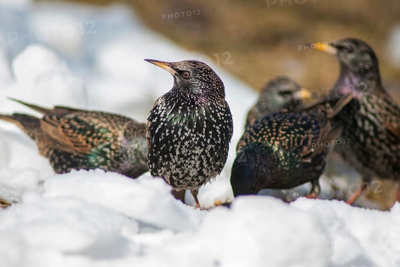 Starling, Sturnus vulgaris, birds, passeri, songbirds, songbirds, birds, winter