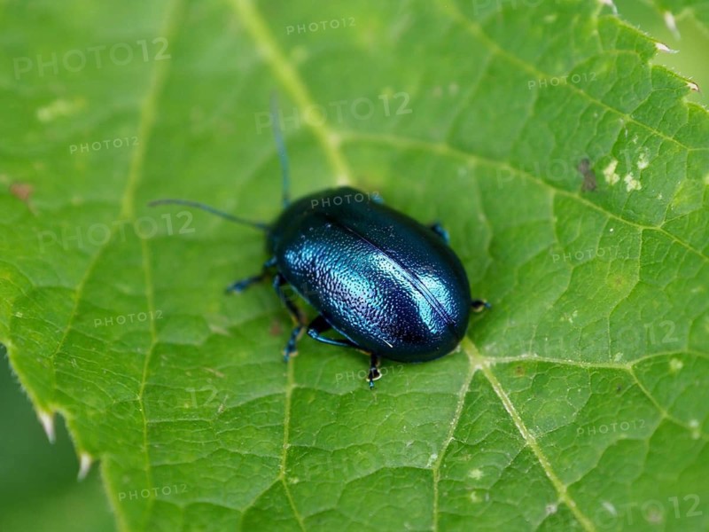 Close-up of a metallic-coloured beetle, the butterbur leaf beetle (Oreina cacaliae), on a green leaf, Goms, Canton of Valais, Switzerland