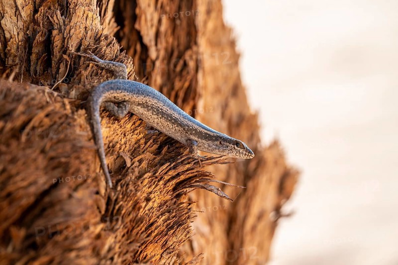 Karasburg tree skink (Trachylepis sparsa) in a tree, Namib Desert, Namibia