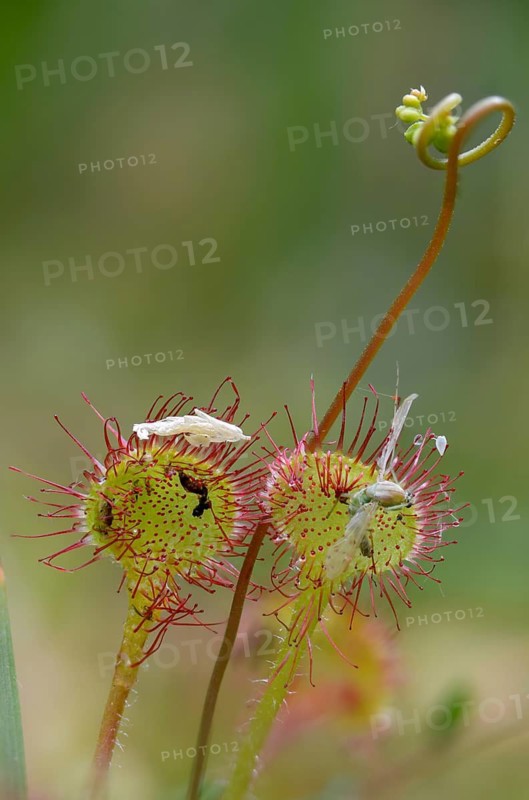 Brosswort, Bullwort, Drosera rotundifolia, Droseraceae, Lord's Spoon, Sky Spoon, Sky Dew, Roundleaf Sundew, Sundew, Common Sundew, Flora, High Size, Portrait, Plants, Round-Leaved Sundew, Roundleaf Sundew, Sundew