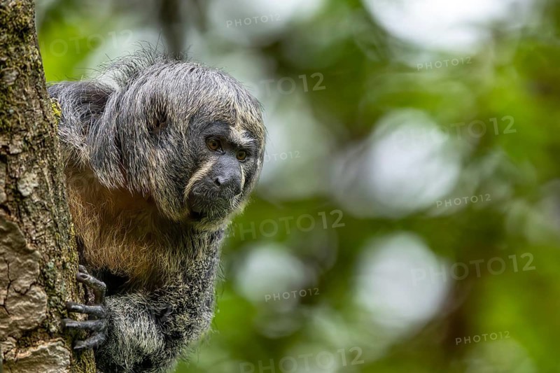 A monkey with gray fur looks around the trunk of a tree, adult Saki monkey from Isabel's monk, Pithecia Isabela, sitting on a tree, captive, Apenheul, Netherlands