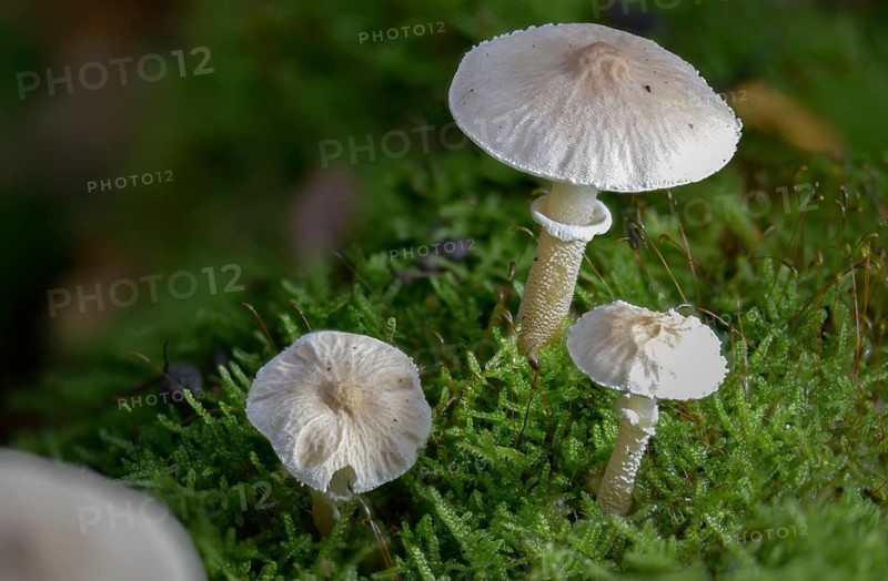 Cystoderma carcharias, pearly powdercap, strong creeping granule umbrella, smelly granule umbrella, fungi, fungi