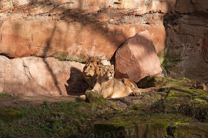 A pair of lions (Panthera leo) in front of a rock face at the Tiergarten, Am Tiergarten 30, Nuremberg, Middle Franconia, Bavaria, Germany. PR available