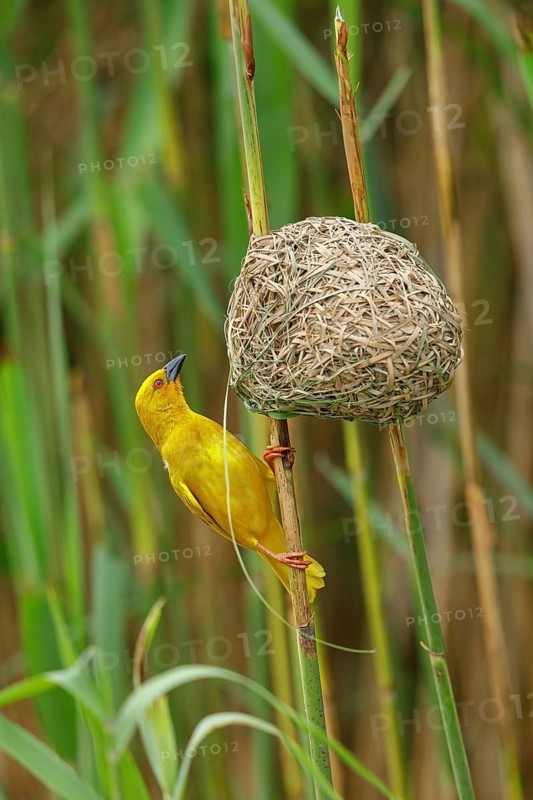 A gold weaver building a nest, iSimangaliso Wetland Park, St Lucia, KwaZulu-Natal, South Africa