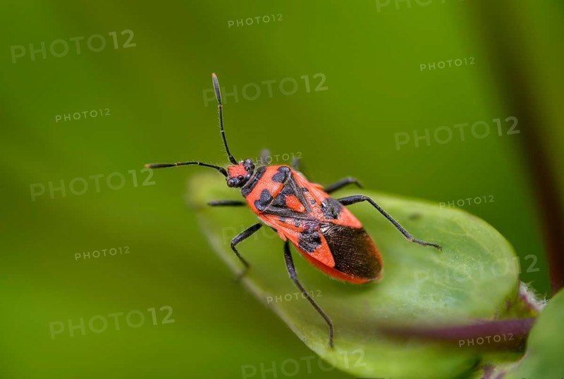 Cinnamon bug, Corizus hyoscyami, heteroptera, cinnamon bug, insects, bugs