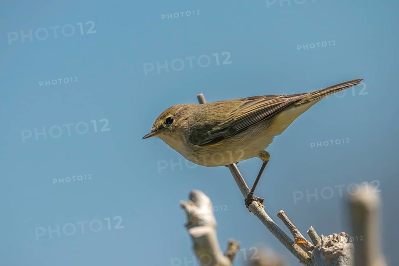 Chiffchaff, phylloscopus collybita, zilpzalp, birds, passeri, songbirds, birds