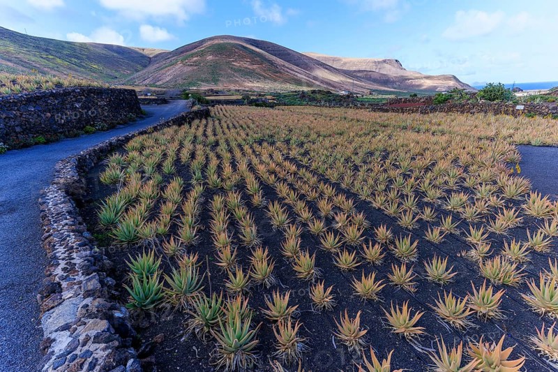 Lanzarote, Canary Islands, Spain, Europe, aloe vera farm, view of desert fields full of plants in a remote mountainous region under a blue sky