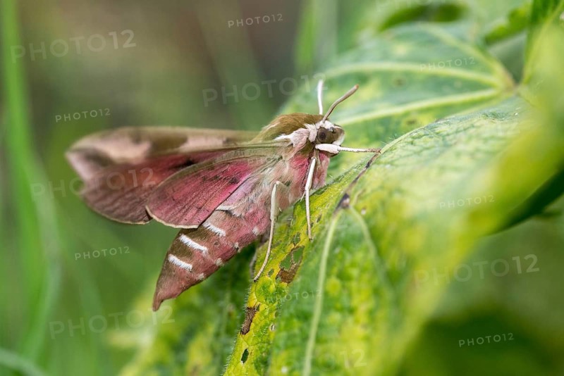 Hyles euphorbiae, milkweed swarmers, butterfly, insects, moths, moths, moths, butterfly, swarmer, spurge hawk-moth