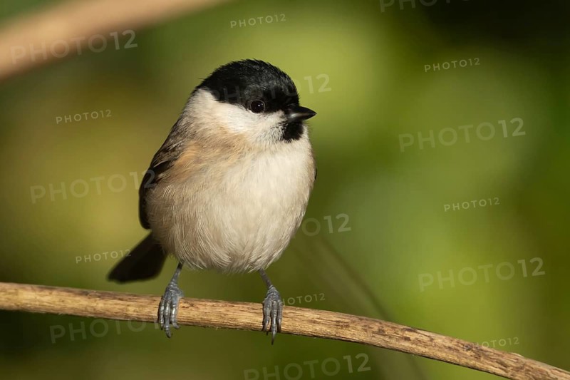 Marsh tit (Poecile palustris) adult bird on a tree branch, England, United Kingdom