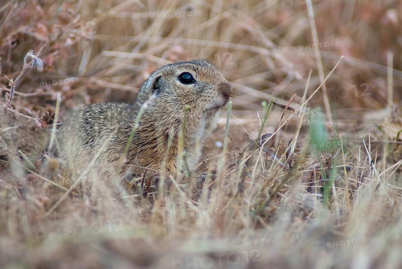 Citellus citellus, European ground squirrel, common ground squirrel, rodents, rodentia, Bulgaria, mammals, rodents, mammals, ground squirrels