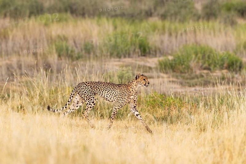 Cheetah (Acinonyx jubatus). Femal, walking. Kalahari Desert, Kgalagadi Transfrontier Park, South Africa