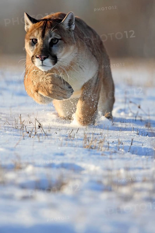 Cougar (Felis concolor), Minnesota, USA: A Cougar hunts intently through the snow at high speed