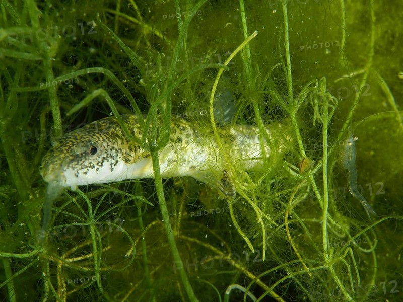 A fish, the brook loach (Barbatula barbatula), is camouflaged amongst the algae in the murky water of a lake at the Wildsau dive site, Berlingen, Lake Constance, Switzerland and Germany