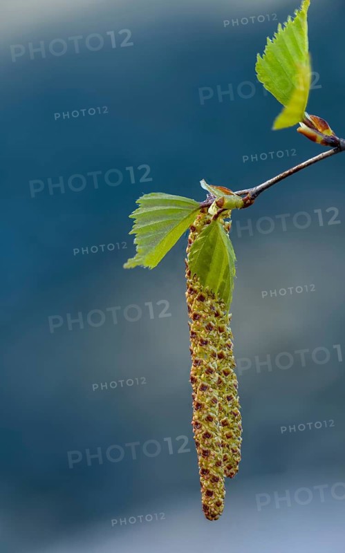 Betula pendula, betulaceae, birch family, European white birch, sandbirch, wart birch, white birch, tree, birch, trees, flora, high size, portrait format, plants, plants, silver birch, tree, warty birch