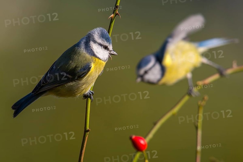Blue tit, parus caeruleus, birds, tits, passeri, songbirds, songbirds, tits, birds