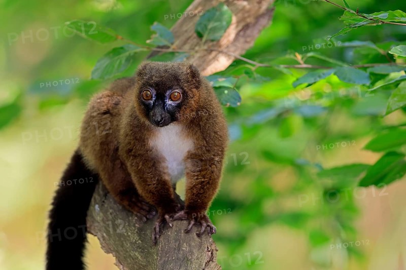 Red-bellied lemur (Eulemur rubriventer), adult male, on a tree trunk, alert, Madagascar