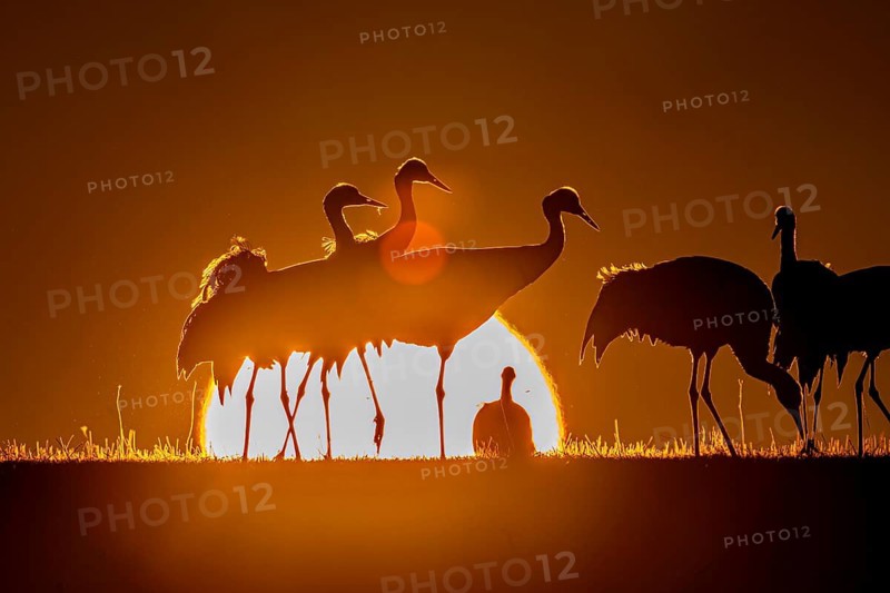 Cranes in fiery silhouette against setting sun, warm and atmospheric scene, Hornbörgassjön, Broddetorp, Västra Götalands län, Sweden