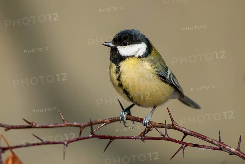 Great tit, great tit, parus major, birds, tits, passeri, songbirds, songbirds, tits, birds