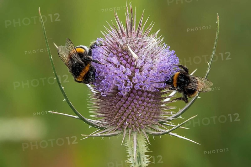 Two bumblebees are perched on flowering wild teasel (Dipsacus fullonum), Baden-Württemberg, Germany