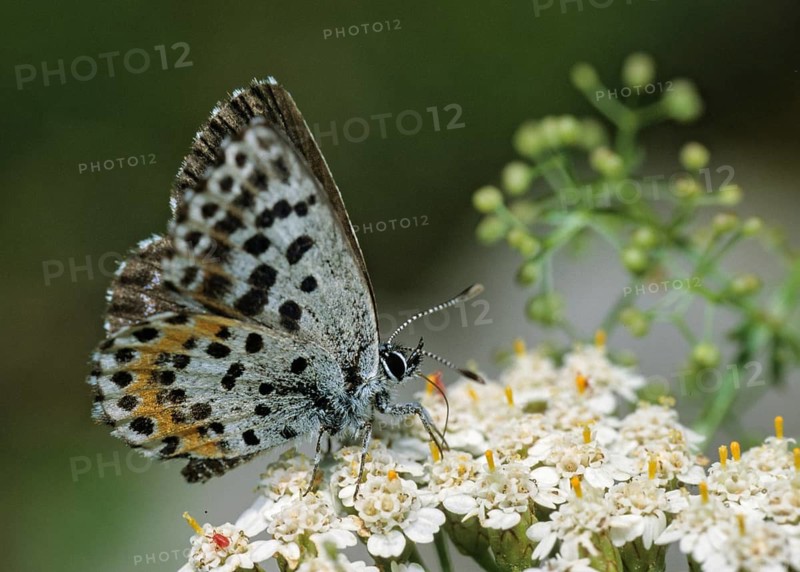 Chequered blue, bluebird, Scolitantides Orion, butterfly, insects, butterfly, butterflies
