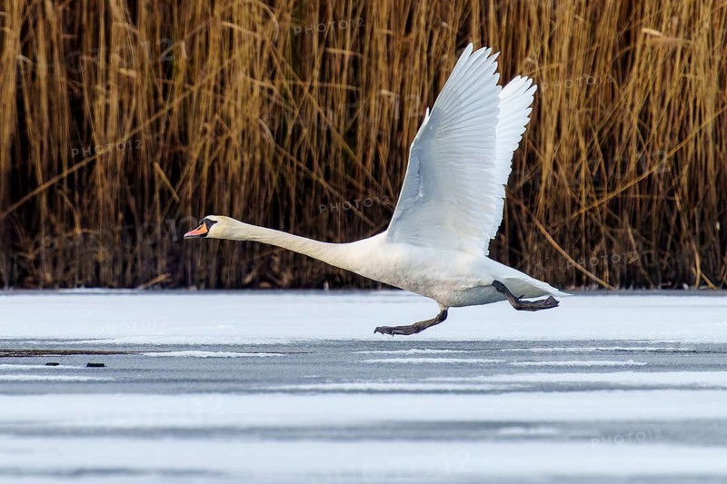 Mute swan (Cygnus olor), wildlife, Germany, A swan prepares to land on the frozen surface of a lake