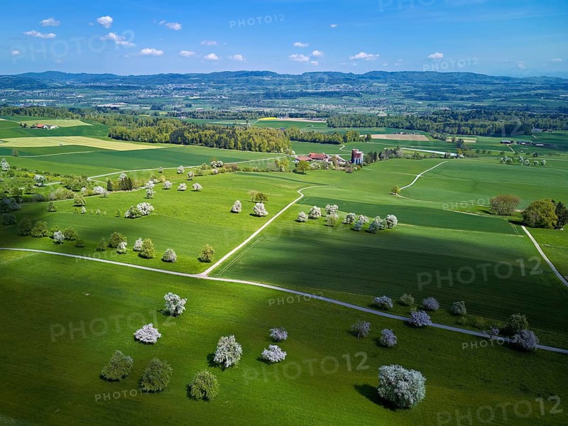Blooming fruit trees, Beinwil, Freiamt, Canton of Aargau Switzerland