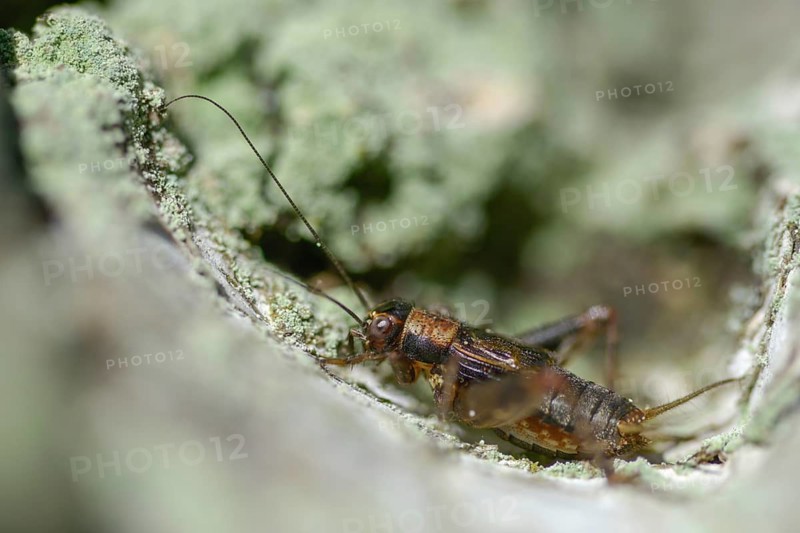 Nemobius sylvestris, forest crickets, ensifera, crickets, grasshoppers, insects, insects, long-feeler scares, wood cricket